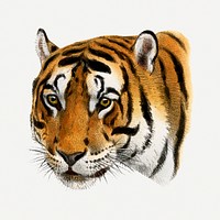 Vintage tiger illustration, wildlife & animal drawing