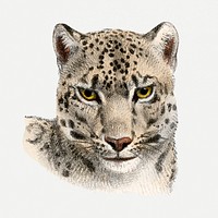 Leopard clipart, vintage animal drawing psd