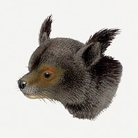 Vintage bearcat illustration, wildlife & animal drawing