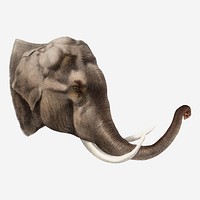 Elephant collage element, vintage wildlife illustration vector