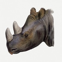 Rhino collage element, vintage wildlife illustration psd