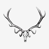 Vintage animal skull drawing clipart, safari animal illustration vector