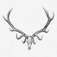 Vintage animal skull drawing clipart, safari animal illustration psd