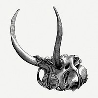 Vintage elephant skull drawing clipart, safari animal illustration psd