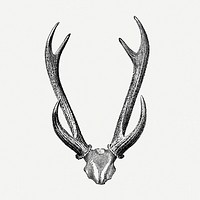 Vintage deer skull drawing clipart, safari animal illustration psd
