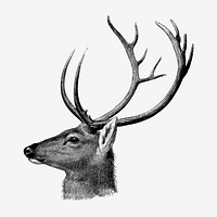 Vintage deer drawing clipart, safari animal illustration vector