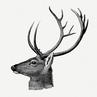 Vintage deer drawing clipart, safari animal illustration psd