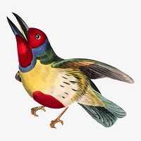 Barbet bird illustration, vintage aesthetic painting vector