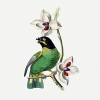 Rose ringed parakeet bird collage element, vintage aesthetic painting psd