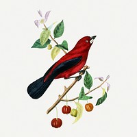 Ramphocelus bird illustration, vintage aesthetic painting