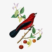 Ramphocelus bird illustration, vintage aesthetic painting vector