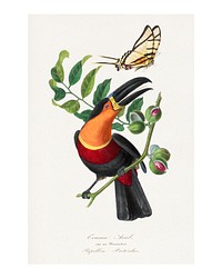 Channel billed toucan bird art print painting. Digitally enhanced from our own original copy of Le Jardin Des Plantes (1842) by Paul Gervais.