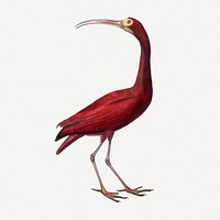Scarlet ibis bird illustration, vintage aesthetic painting