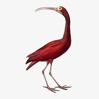 Scarlet ibis bird collage element, vintage aesthetic painting vector