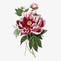 Peony flower collage element, aesthetic painting vector