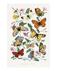 Butterfly & moth poster painting. Digitally enhanced from our own original copy of Le Jardin Des Plantes (1842) by Paul Gervais.