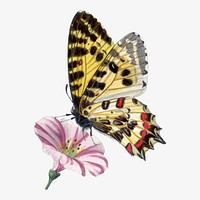 Butterfly illustration, aesthetic painting vector