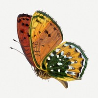 Butterfly illustration, aesthetic painting