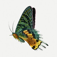 Butterfly illustration, aesthetic painting psd