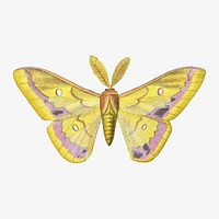 Moth illustration, aesthetic painting vector