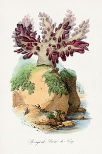 Spongode coral painting. Digitally enhanced from our own 1842 edition of Le Jardin Des Plantes by Paul Gervais.