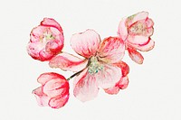 Vintage pink apple blossom flower design element