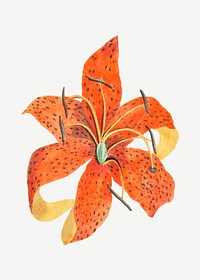 Vintage tiger lily flower design element
