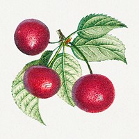 Vintage red cherry fruit branch design element