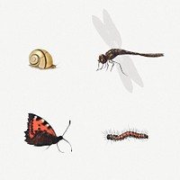 Vintage butterfly, snail, dragonfly and caterpillar illustration set