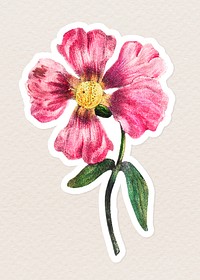 Vintage martynia flower sticker with white border