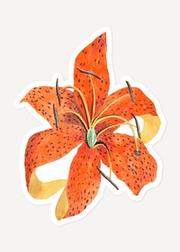 Vintage tiger lily lower sticker with white border