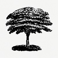 Tree sticker, black ink drawing psd, digitally enhanced from our own original copy of The Open Door to Independence (1915) by Thomas E. Hill.