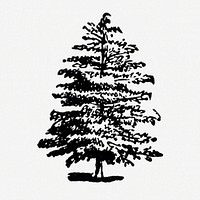 Oak tree sticker, black ink drawing psd, digitally enhanced from our own original copy of The Open Door to Independence (1915) by Thomas E. Hill.
