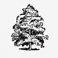 Oak tree clipart, vintage hand drawn illustration psd, digitally enhanced from our own original copy of The Open Door to Independence (1915) by Thomas E. Hill.