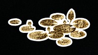 Golden lotus vintage illustration sticker on black background