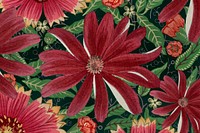 Cineraria flower background, vintage Japanese art