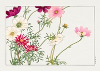 Cosmos flower, Japanese woodblock art.  Digitally enhanced from our own 1917 edition of Seiyô SÔKA ZUFU by Tanigami Kônan.