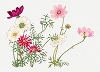 Cosmos flower collage element, vintage Japanese art psd