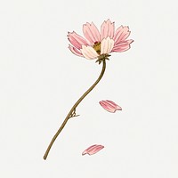 Cosmos flower illustration, vintage Japanese art