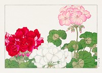 Geranium flower woodblock painting.  Digitally enhanced from our own 1917 edition of Seiyô SÔKA ZUFU by Tanigami Kônan.