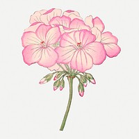 Pink geranium flower illustration, vintage Japanese art psd