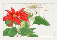 Vintage poinsettia flower, ukiyo e artwork.  Digitally enhanced from our own 1917 edition of Seiyô SÔKA ZUFU by Tanigami Kônan.