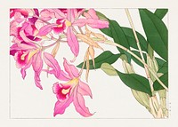 Vintage laelia flower, ukiyo e artwork.  Digitally enhanced from our own 1917 edition of Seiyô SÔKA ZUFU by Tanigami Kônan.