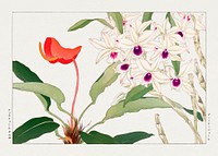 Dendobium flower, Japanese woodblock art.  Digitally enhanced from our own 1917 edition of Seiyô SÔKA ZUFU by Tanigami Kônan.