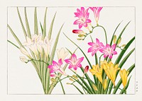 Freesia flower, Japanese woodblock art.  Digitally enhanced from our own 1917 edition of Seiyô SÔKA ZUFU by Tanigami Kônan.