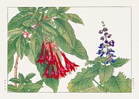 Fuchsia flower, Japanese woodblock art.  Digitally enhanced from our own 1917 edition of Seiyô SÔKA ZUFU by Tanigami Kônan.