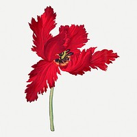 Vintage red parrot tulip collage element, Japanese floral art psd