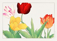 Vintage tulip, ukiyo e artwork.  Digitally enhanced from our own 1917 edition of Seiyô SÔKA ZUFU by Tanigami Kônan.