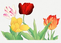 Tulip illustration, vintage Japanese art psd