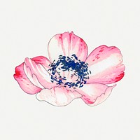 Poppy illustration, vintage Japanese art